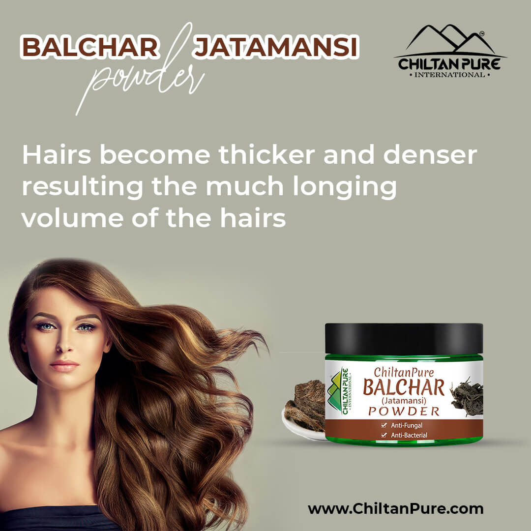 Balchar (Jatamansi) Powder – Stress Buster, Effective for Alopecia, Improves Learning & Memory Ability 50gm - ChiltanPure