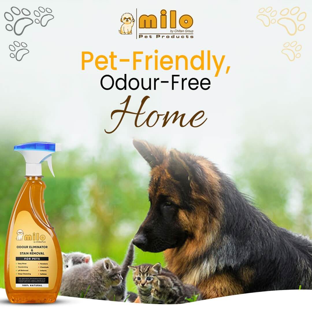 Milo Pet Odour Eliminator & Stain Removal – Natural Bio - Enzymatic Formula, Eliminate Pet’s Bad Odour & Remove Tough Stains 500ml - ChiltanPure